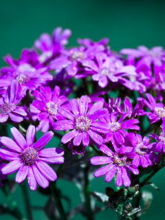 лепестки, макро, бутоны, цветки, цветы, flowers