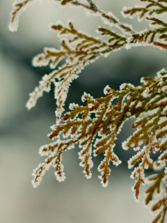 зима, ветка, снег, winter2k10, hombre