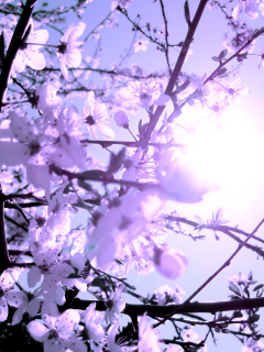 дерево, весна, цветочки, ветки