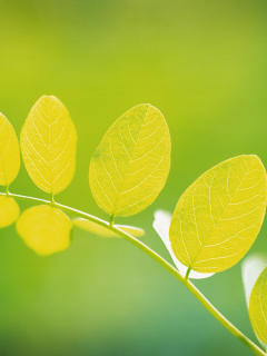 весна, лето листики, макро, листочки, листочек, зелень, листья, leaf