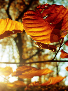 фото, осенние обои, дерево, макро картинки, осень, листья