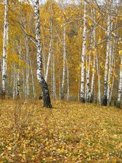 осенью, ручей, лес, гора