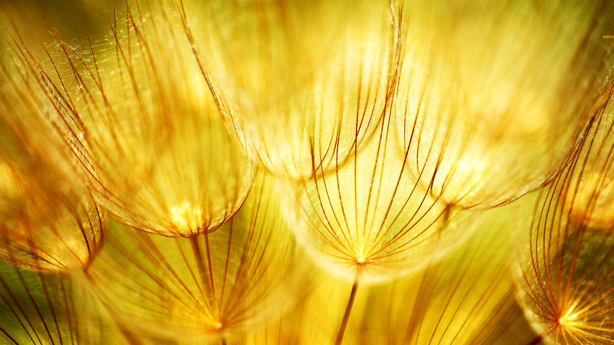 природа, золотые, одуванчики, соцветие, golden dandelions, макро