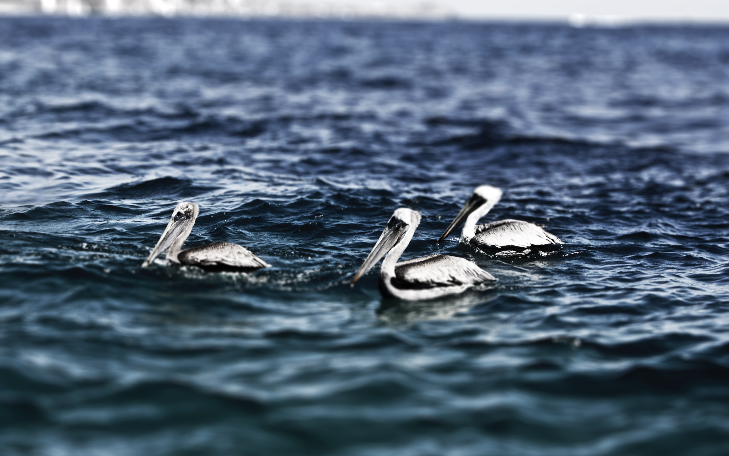cabo san lucas, pelicans, mexico