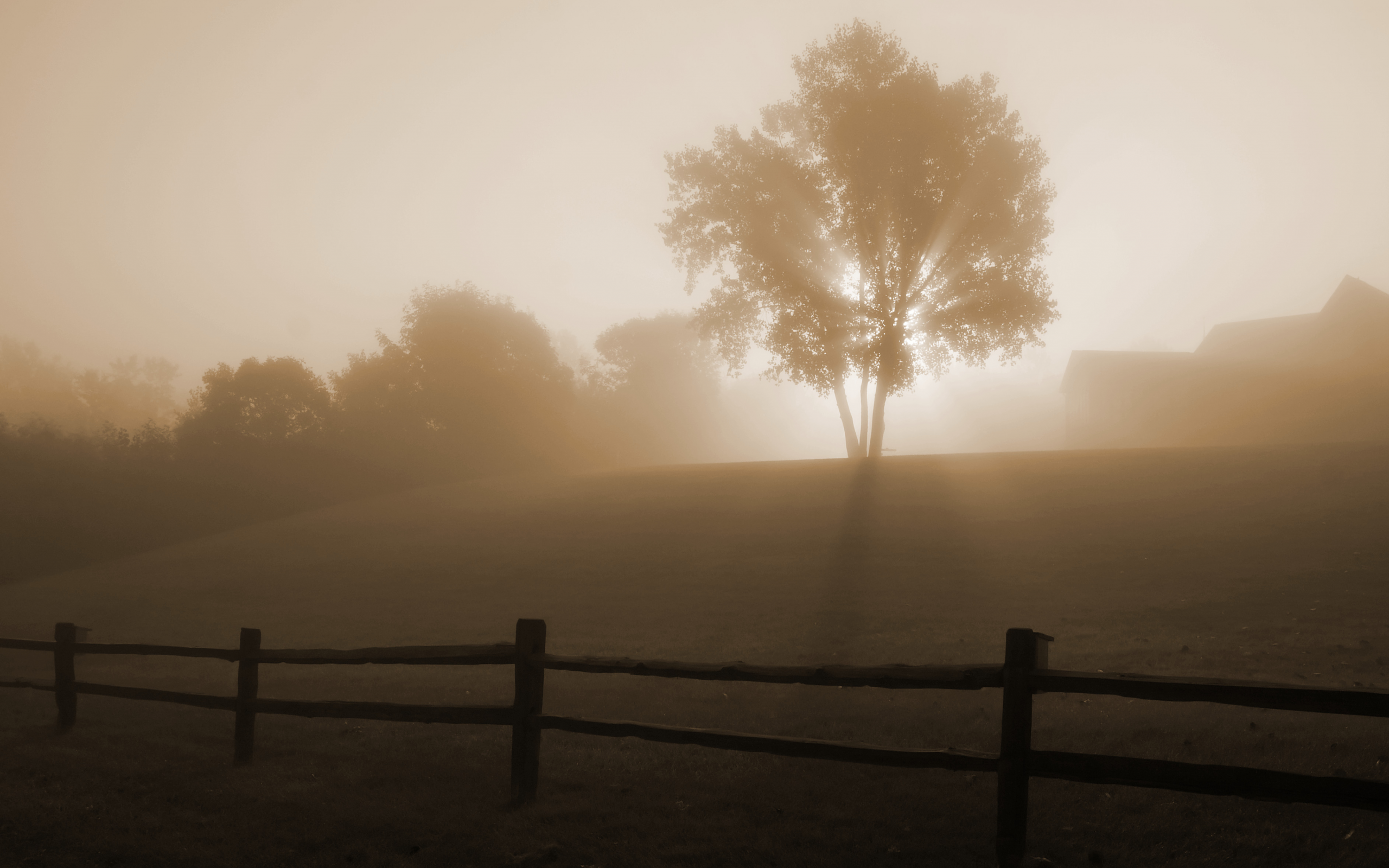 туман, дерево, рассвет, забор