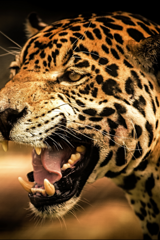 кошка, взгляд, predator, roar, view, cat, jaguar, дикая, рык, wild, ягуар