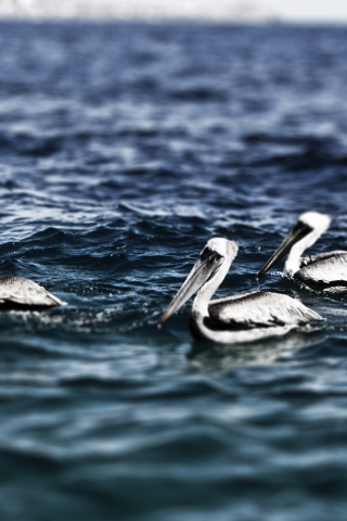 cabo san lucas, pelicans, mexico