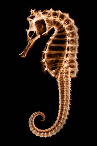 морской конек, рентген, скелет