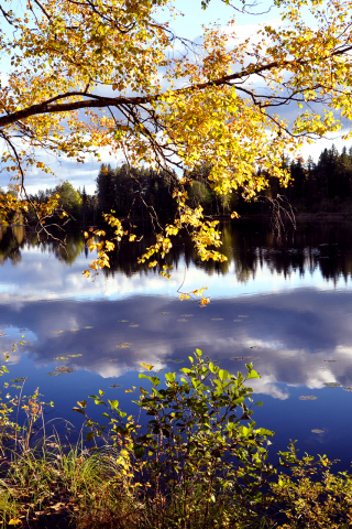 лес, озеро, природа, осень, небо