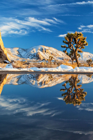 природа, снег, joshua tree national park, вода, деревья, камни, зима, дерево, пейзажи, камень, америка