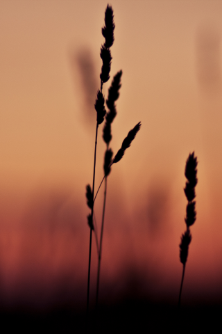 закат, macro, фокус, grass, 2560x1600, трава, макро, shadow, тень, sunset, focus