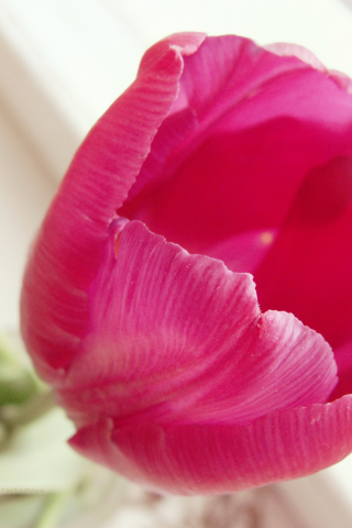 цветок, темно розовый, тюльпан