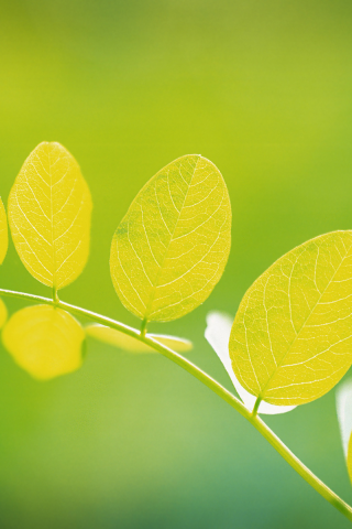 весна, лето листики, макро, листочки, листочек, зелень, листья, leaf