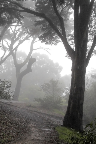 туман, дерево, тропинка, лесная