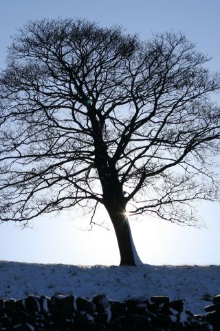 1920x1200, фото, дерево, зима, рассвет, зимние обои, пейзажи, картинки для рабочего стола, природа, деревья, canon eos 350d digital, снег, заборы