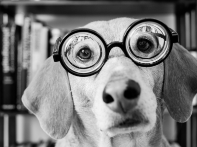 собака, очки, черно-белое, взгляд, морда