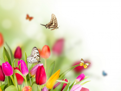 цветы, весна, бабочки, тюльпаны, размытость