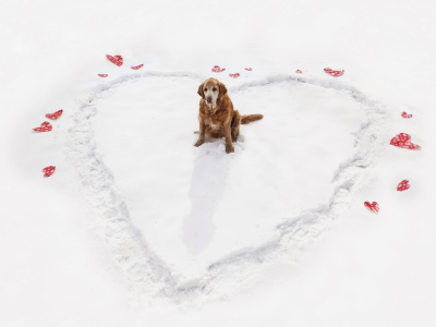зима, собака, сердце
