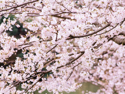 природа, сакура, ветви, дерево, весна, цветы, вишня, цветение