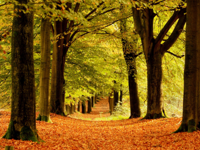 листва, аллея, осень, природа, деревья, стволы