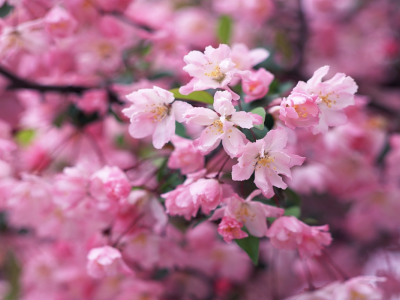 весна, нежность, цветы, яблоня, красота, макро, лепестки, ветки, розовые, цветение