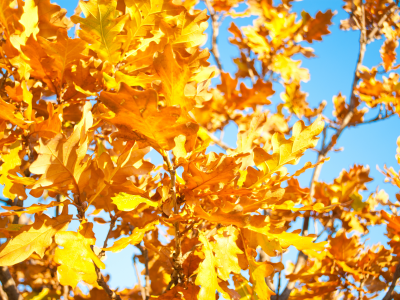 осень, ветка, небо, желтые, синее, дуб, дерево, листья, тепло