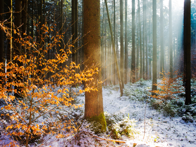 зима, природа, лес, свет, осень