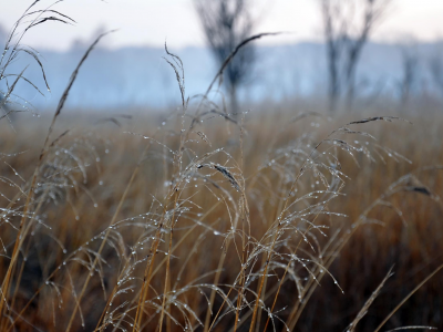 тоненькие, роса, травинки, туманное утро., в поле