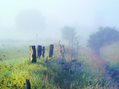 туман, деревья, трава, утро, заросли, природа