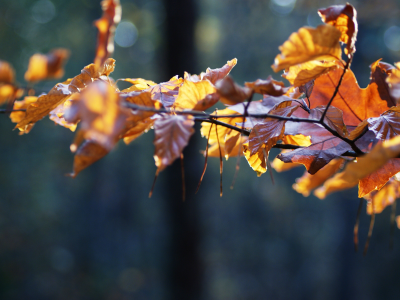 осень, ветки, листья, ветка, красота, осенние картинки, природа, дерево