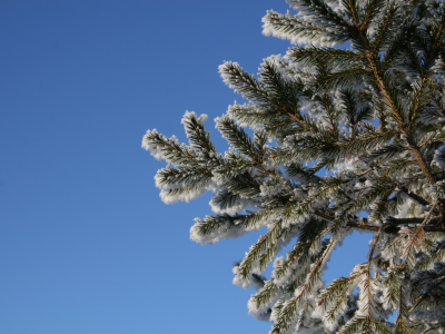 снег, зима, елка, дерево, синий