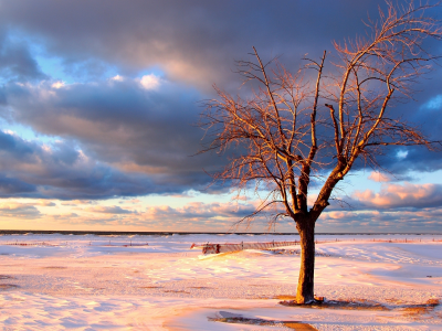 зимние обои, зима, небо, пейзажи, фото, снег, берег, дерево, океан, деревья, море, вода