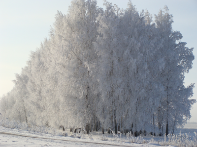 утро, березы, снег