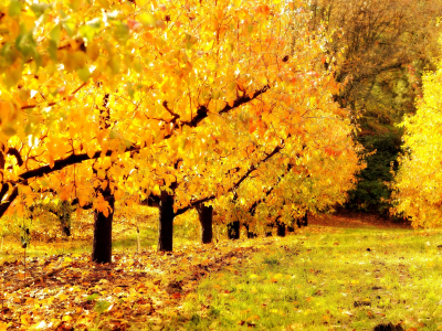 золотой, сад, природа, осень