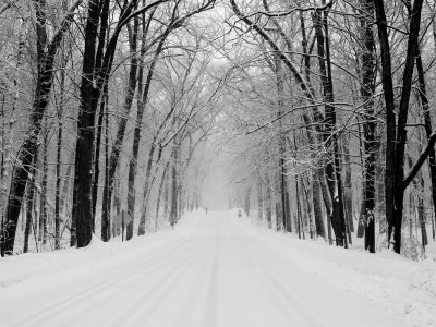 деревья, дорога, снег, лес, зима