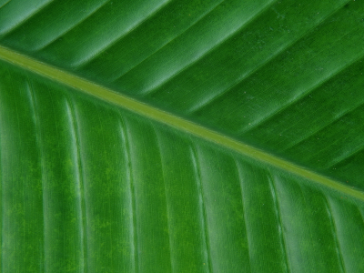 фон, зеленый, текстура, лист