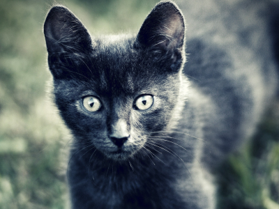 котенок, кошка, серый, шерсть, глаза, взгляд, животные