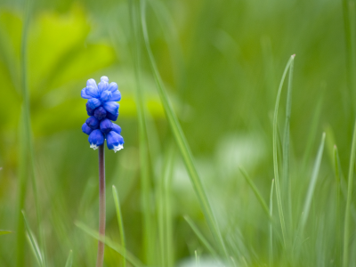 синий, mouse flower, один