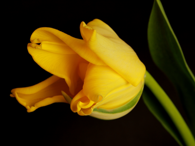 тюльпан, желтый, цветок