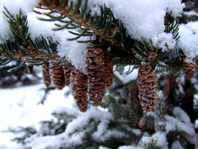снег, зима, елка, шишки