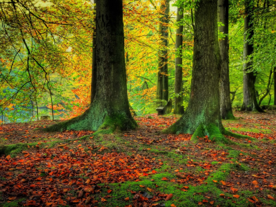 листья, ветки, осень, лес, зелень, деревья, стволы