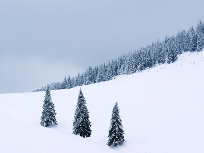 зимние картинки, снег, деревья, природа, зима, snow, пейзажи, дерево, winter wallpapers