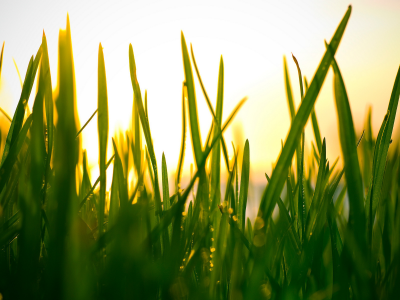трава, свет, небо, обои для рабочего стола, природа, макро, фото