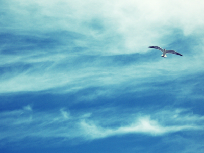 небо, птица, облака, фото, полёт, чайка