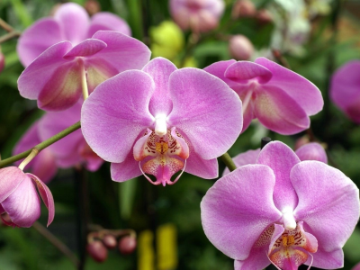 орхидея, розовая, нежная
