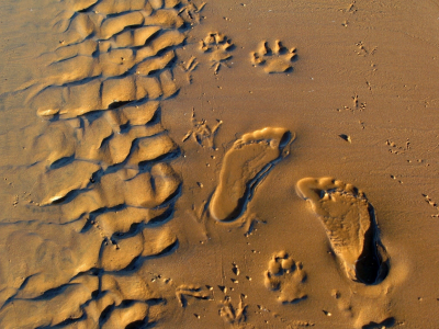 следы, пляж, песок