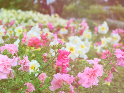 сад, цветы, парк