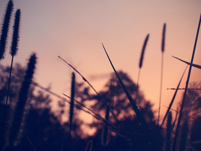 dew, трава, grass, вечер, evening, роса