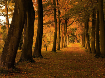 аллея, осень, природа, деревья, листва