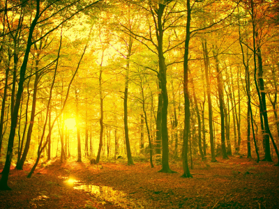обои, wallpapers, листья, солнце, природа, деревья, лес